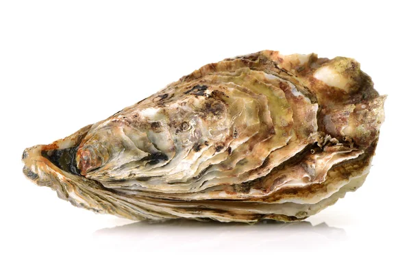 Oyster Isolated White Background — Stock Photo, Image