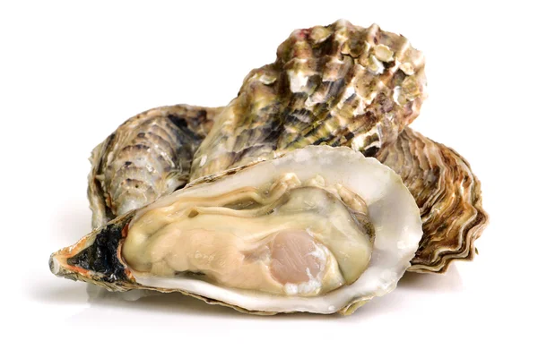 Oysters Isolated White Background — Stock Photo, Image