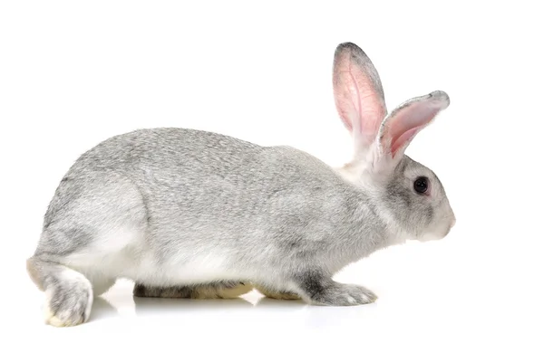 Grey cute rabbit — Stock Photo, Image