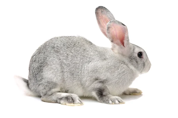 Šedá roztomilý králík — Stock fotografie