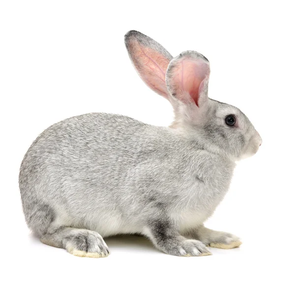 Grey cute rabbit — Stock Photo, Image