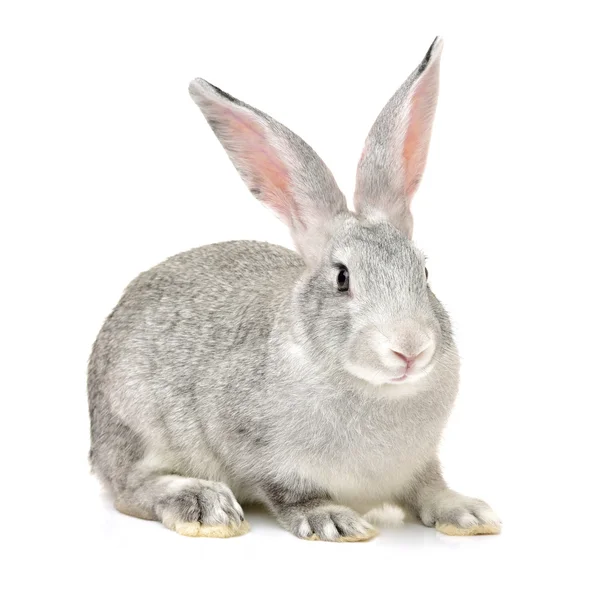 Conejo lindo gris — Foto de Stock