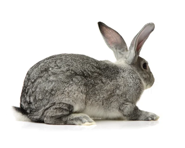 Сірий милий кролик — стокове фото