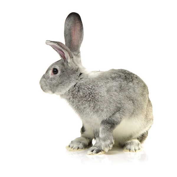 Grey cute rabbit — Stock Photo, Image