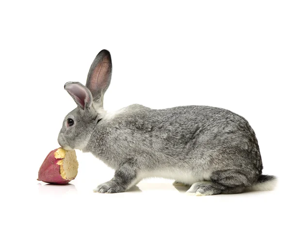 Conejo lindo gris —  Fotos de Stock
