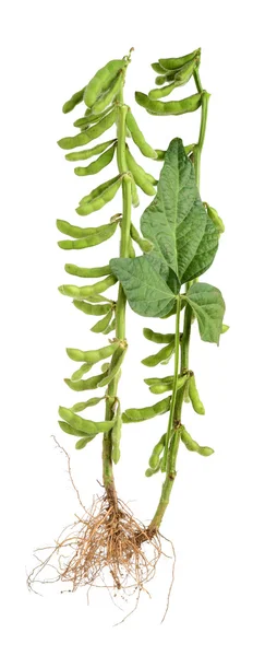 Green kidney bean on white — Stock Photo, Image