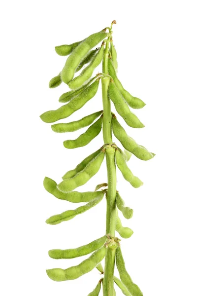 Green kidney bean on white — Stock Photo, Image