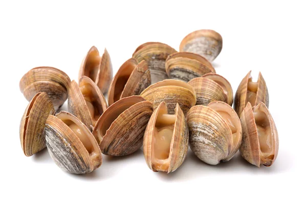 Lotes de conchas do mar vieiras — Fotografia de Stock