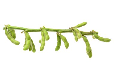 Beyaz yeşil börülce 