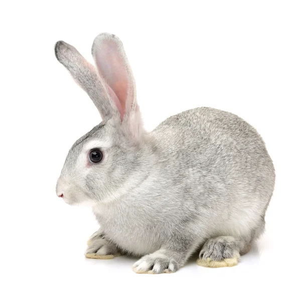 Сірий милий кролик — стокове фото