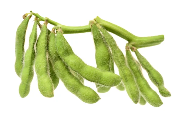 Frijol verde sobre blanco — Foto de Stock