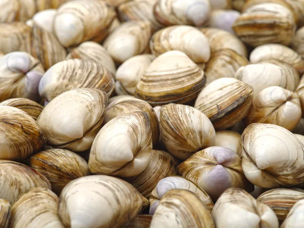 Lotes de conchas do mar vieiras — Fotografia de Stock