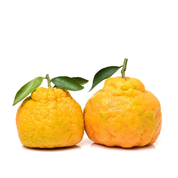 Два свежих лимона с листьями — стоковое фото