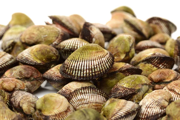 Lots of scallop sea shells — Stock Photo, Image