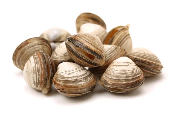 Lots of scallop sea shells — Stock Photo, Image