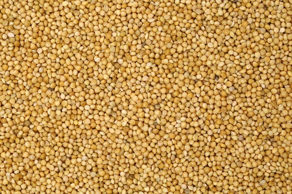Milho de sementes secas — Fotografia de Stock