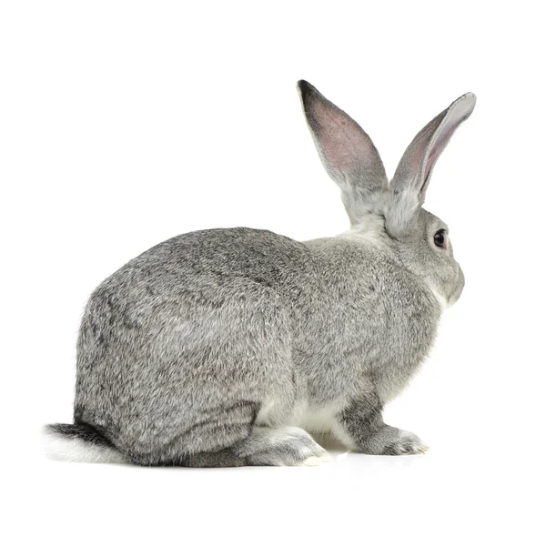 Szary ładny królik — Zdjęcie stockowe