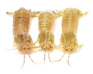 Mantis beyaz arka plan üzerinde izole karides