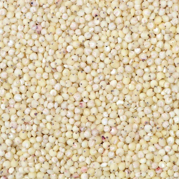 Milheto de sementes naturais — Fotografia de Stock