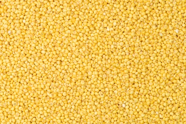 Yellow seeds millet — Stock Photo, Image