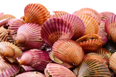 tarak deniz kabukları bir sürü 