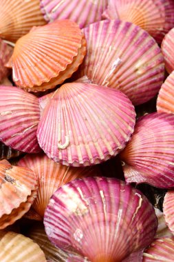 tarak deniz kabukları bir sürü 