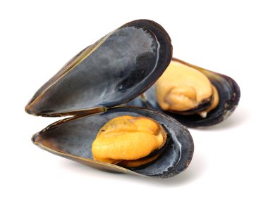 Üç midye yakın çekim 