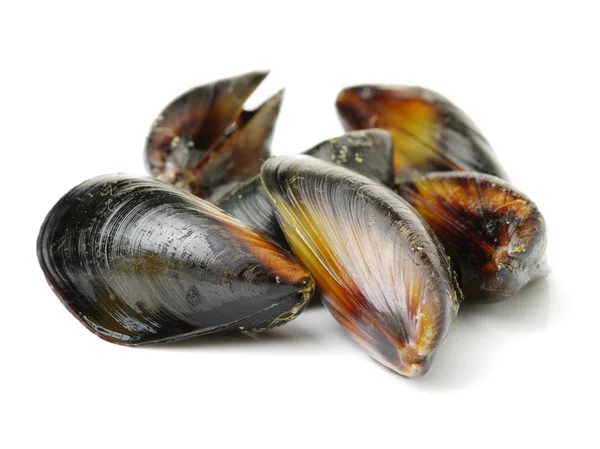 Mussels close up on white — Stock Photo, Image