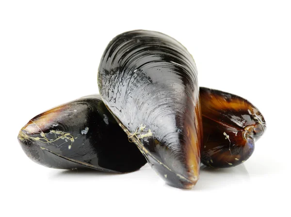 Drei Miesmuscheln aus nächster Nähe — Stockfoto