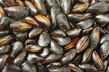 Midye çok yakın çekim 