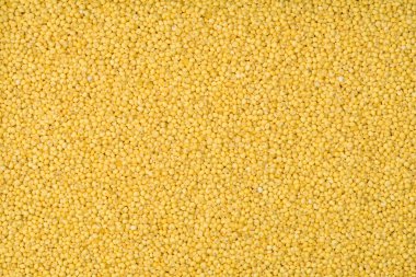 doğal tohumları darı