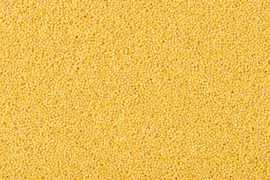 doğal tohumları darı