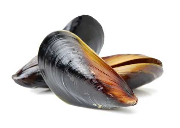 Pile of mussels close up — Stock Photo, Image