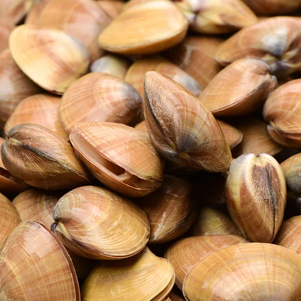 Un montón de conchas de mar vieira — Foto de Stock