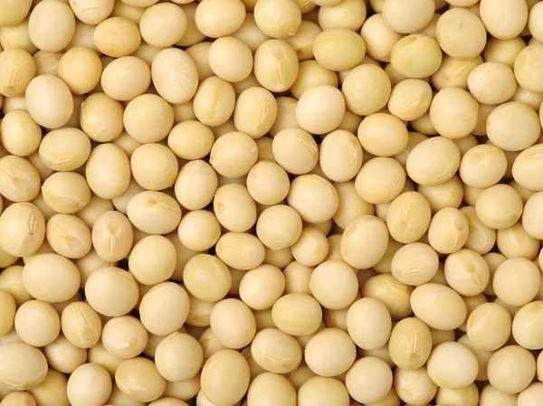 Pile of dried soy beans — Stock Photo, Image