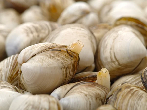 Pile of scallop sea shells — Stock Photo, Image