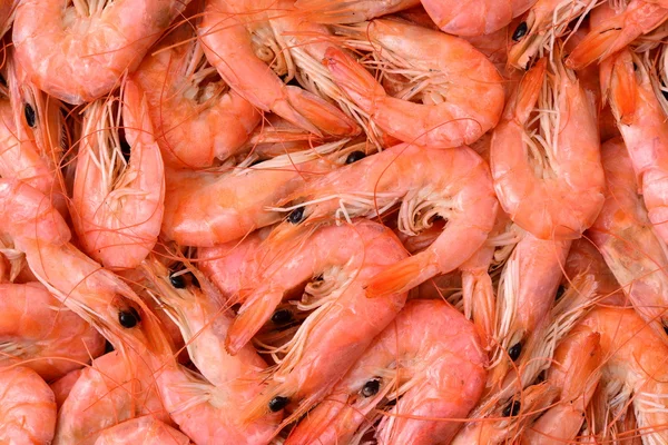 Beaucoup de crevettes en gros plan — Photo