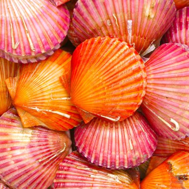 tarak deniz kabukları bir sürü 