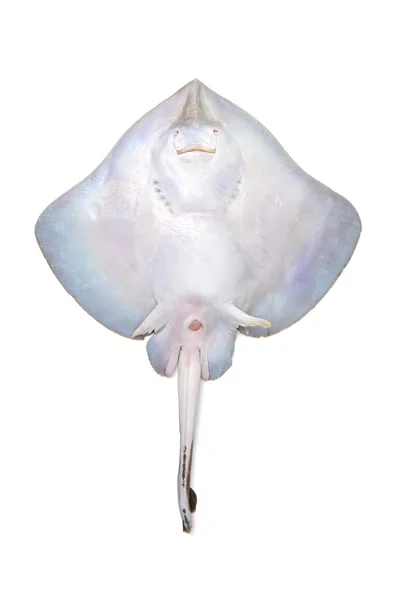 Färsk ray fisk isolerad på — Stockfoto