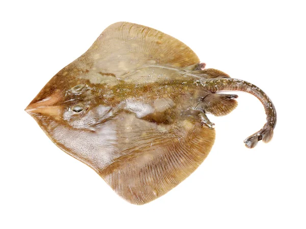 Fresh ray fish isolated on — Stock Photo, Image