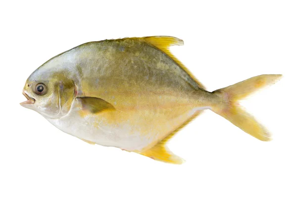 Close up of butterfish — Stock Photo, Image