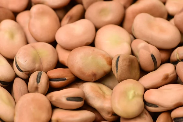 Pile of broad beans — Stock Photo, Image