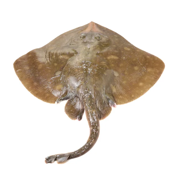 Fresh ray fish isolated on — Stock Photo, Image