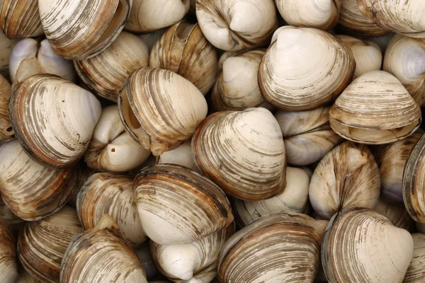 Lotes de conchas do mar vieiras — Fotografia de Stock