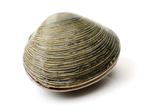 Fresh clams on white background — Stock Photo, Image