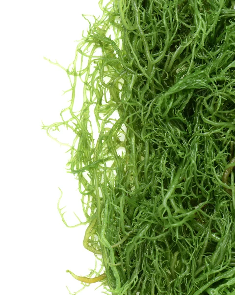 Fresh green seaweed — Stock Photo, Image