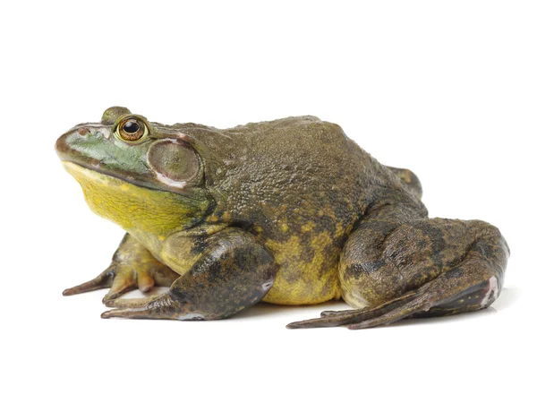 白色背景的牛蛙 — 图库照片