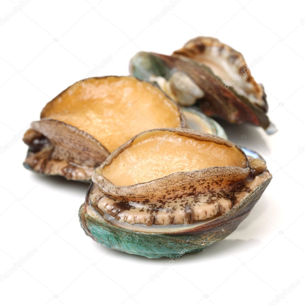 Abalones on white background
