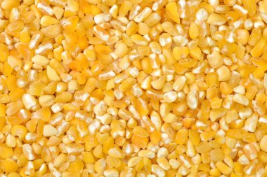 Organik mısır taneleri