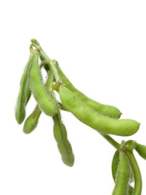 Taze soya (edamame) tesisi hasat 